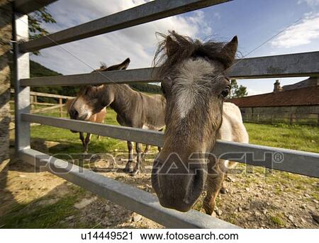 Stock Image - North Yorkshire, England; Horses looking through fence. Fotosearch