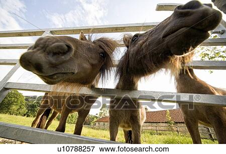 Stock Photo - North Yorkshire, England; Horses looking through fence. Fotosearch