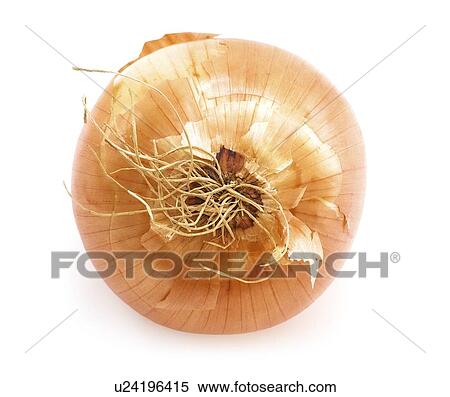 Onion View Large Photo Image Stock Photography - Onion. Fotosearch