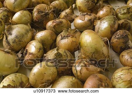 Stock Image - Onions. Fotosearch