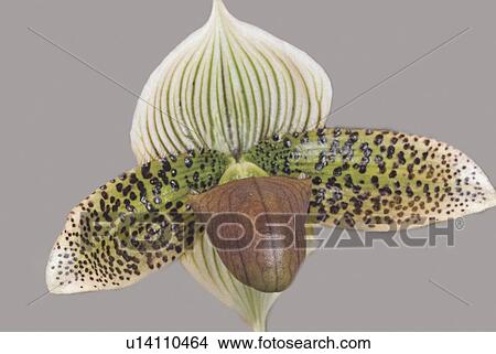 Orchid paphiopedium View Large Photo Image Picture - Orchid paphiopedium. Fotosearch