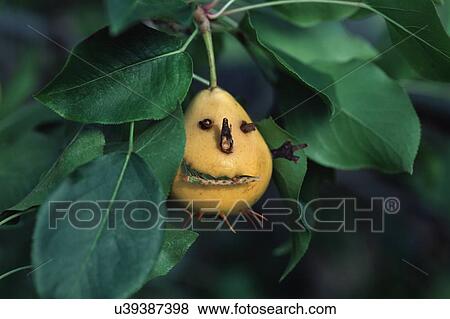 Stock Photo - Pear with face on tree. Fotosearch