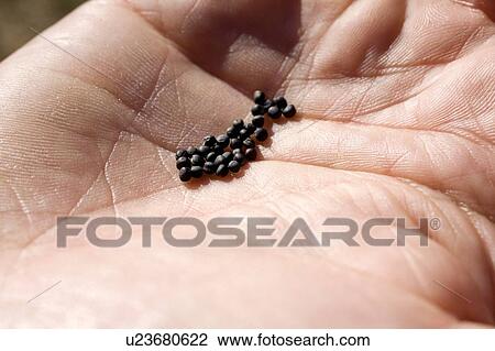 Stock Image - Person holding seeds in hand. Fotosearch