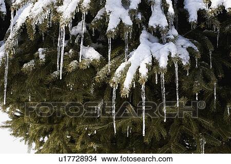 Picture - Pine tree covered in snow and icicles. Fotosearch