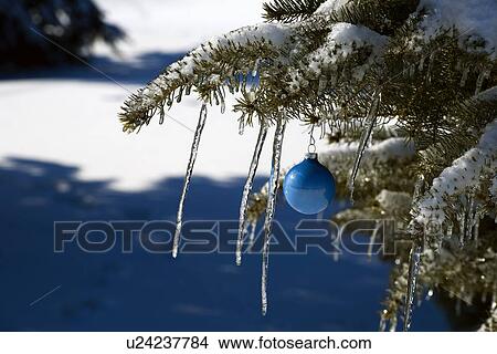 Pine tree covered in snow and icicles, with blue Christmas decoration View Large Photo Image Picture - Pine tree covered in snow and icicles, with blue Christmas decoration. Fotosearch