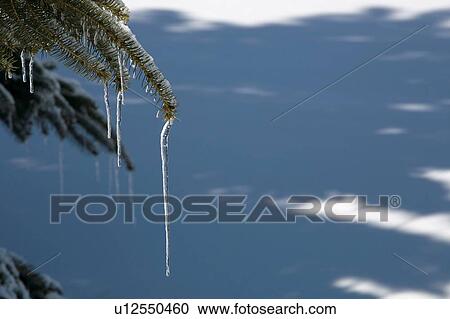 Pine tree covered in snow and icicles View Large Photo Image Stock Image - Pine tree covered in snow and icicles. Fotosearch