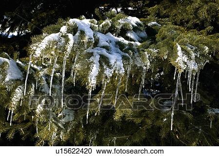 Stock Image - Pine tree covered in snow and icicles. Fotosearch