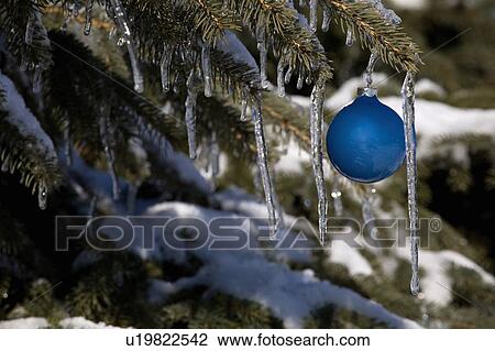 Pine tree covered in snow and icicles, with blue Christmas decoration View Large Photo Image Stock Image - Pine tree covered in snow and icicles, with blue Christmas decoration. Fotosearch
