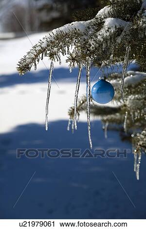 Pine tree covered in snow and icicles, with blue Christmas decoration View Large Photo Image Stock Image - Pine tree covered in snow and icicles, with blue Christmas decoration. Fotosearch