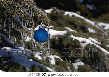 Pine tree covered in snow and icicles, with blue Christmas decoration View Large Photo Image Stock Photo - Pine tree covered in snow and icicles, with blue Christmas decoration. Fotosearch