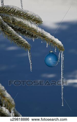 Pine tree covered in snow and icicles, with blue Christmas decoration View Large Photo Image Stock Photograph - Pine tree covered in snow and icicles, with blue Christmas decoration. Fotosearch