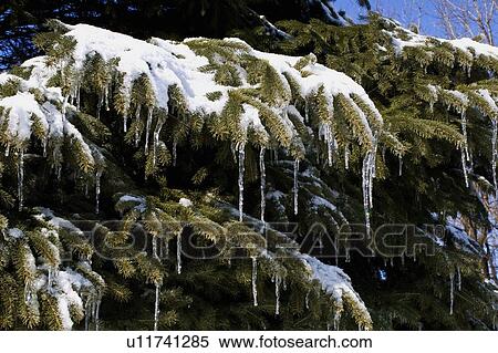 Stock Photography - Pine tree covered in snow and icicles. Fotosearch