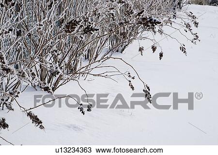Plants covered in frost View Large Photo Image Stock Image - Plants covered in frost. Fotosearch