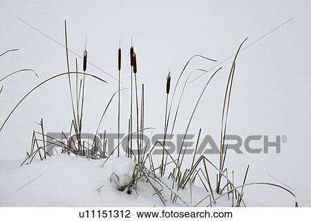 Plants covered in snow View Large Photo Image Stock Image - Plants covered in snow. Fotosearch