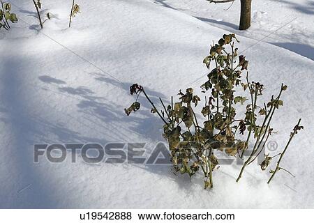 Plants covered in snow View Large Photo Image Stock Photo - Plants covered in snow. Fotosearch