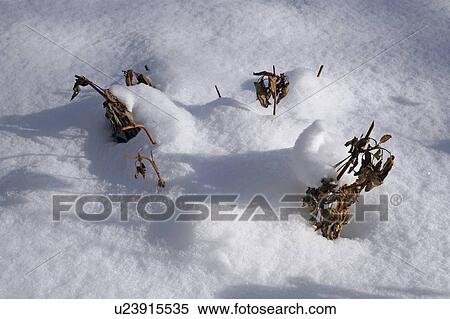Stock Photography - Plants covered in snow. Fotosearch