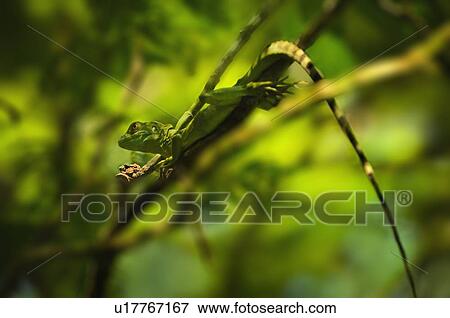 Stock Photo - Plumed Basilisk (Basiliscus plumifrons). Fotosearch