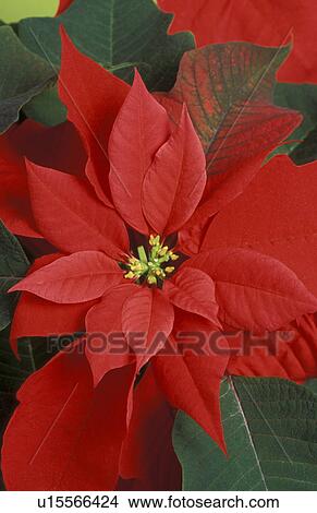 Poinsettia View Large Photo Image Picture - Poinsettia. Fotosearch