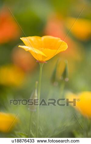 Poppy View Large Photo Image Stock Image - Poppy. Fotosearch