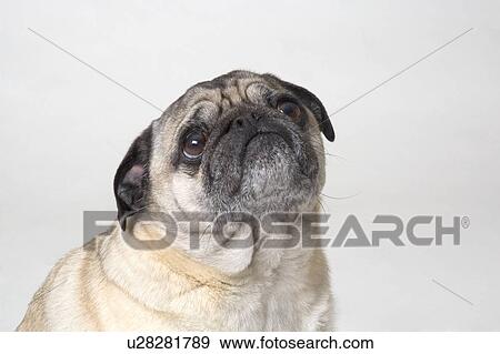 Stock Photo - Portrait of a dog. Fotosearch