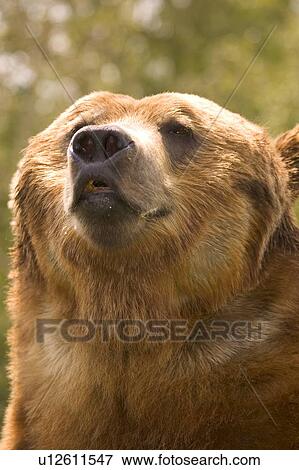 Portrait of Bear View Large Photo Image Stock Photo - Portrait of Bear. Fotosearch