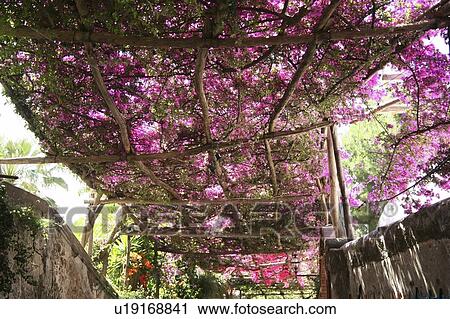 Positano, Campania, Italy; Flowers growing on a pergola View Large Photo Image Stock Image - Positano, Campania, Italy; Flowers growing on a pergola. Fotosearch