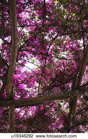 Stock Image - Positano, Italy, Flowering bougainvillea trees. Fotosearch