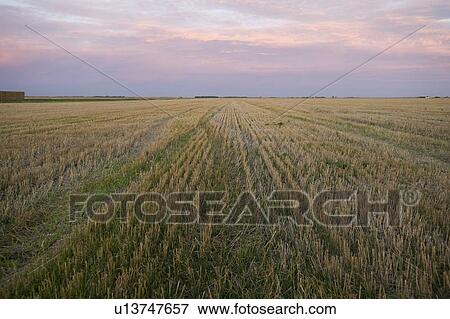 Stock Photo - Prairie field, Manitoba, Canada. Fotosearch