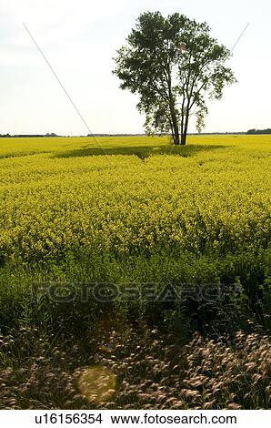Picture - Prairies, Lake of the Woods, Ontario, Canada; Prairies. Fotosearch