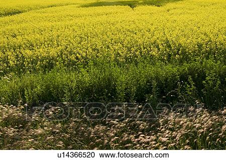 Stock Image - Prairies, Lake of the Woods, Ontario, Canada; Prairies. Fotosearch