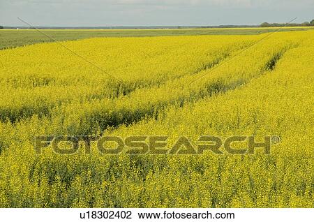 Prairies, Lake of the Woods, Ontario, Canada; Prairies View Large Photo Image Stock Image - Prairies, Lake of the Woods, Ontario, Canada; Prairies. Fotosearch