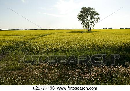 Stock Image - Prairies, Lake of the Woods, Ontario, Canada; Prairies. Fotosearch