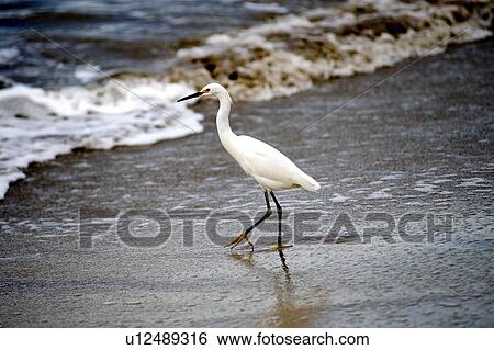 Puerto Vallarta, Mexico; Crane on the beach View Large Photo Image Stock Photograph - Puerto Vallarta, Mexico; Crane on the beach. Fotosearch