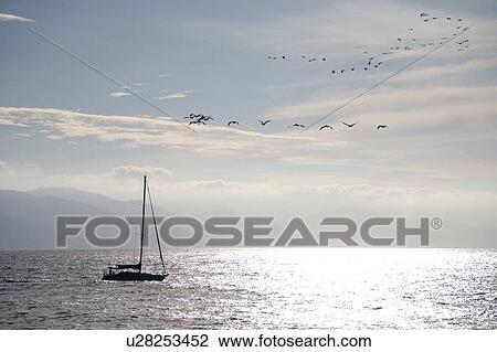 Stock Image - Puerto Vallarta, Mexico; Sailboat with birds flying overhead . Fotosearch