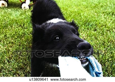 Puppy playing tug of war View Large Photo Image Stock Image - Puppy playing tug of war. Fotosearch
