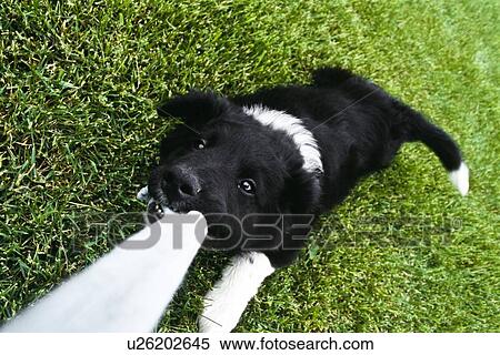 Puppy playing tug of war View Large Photo Image Stock Photography - Puppy playing tug of war. Fotosearch