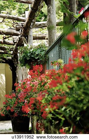 Stock Image - Ravello, Italy; red flowers in wooden structure. Fotosearch