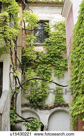 Stock Image - Ravello, Italy; Wall with ivy. Fotosearch