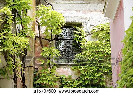 Ravello, Italy; Wall with ivy View Large Photo Image Stock Image - Ravello, Italy; Wall with ivy . Fotosearch