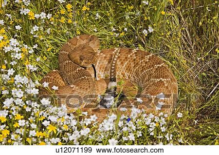 Red-diamond rattlesnake View Large Photo Image Stock Photo - Red-diamond rattlesnake. Fotosearch