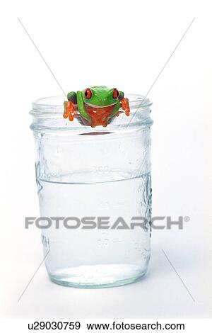 Red eyed tree frog hanging on View Large Photo Image Stock Photo - Red eyed tree frog hanging on. Fotosearch