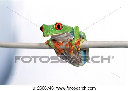 Stock Image - Red eyed tree frog. Fotosearch