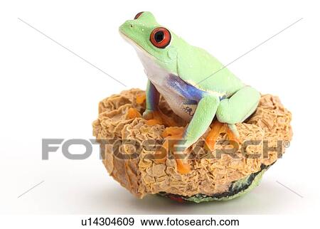 Stock Photo - Red-eyed Tree frog. Fotosearch