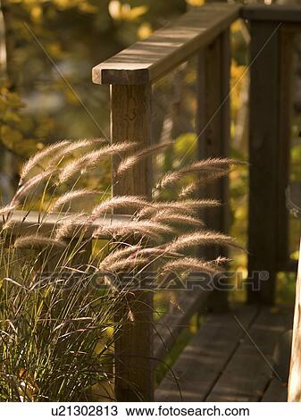 Stock Image - Reeds blowing in the wind by deck, Lake of the Woods, Ontario, Canada. Fotosearch
