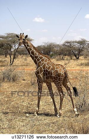 Reticulated Giraffe (Giraffa camelopardalis reticulata); Samburu National Reserve, Kenya, Africa; Giraffe View Large Photo Image Stock Photograph - Reticulated Giraffe (Giraffa camelopardalis reticulata); Samburu National Reserve, Kenya, Africa; Giraffe. Fotosearch