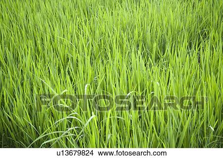 Rice field View Large Photo Image Picture - Rice field. Fotosearch