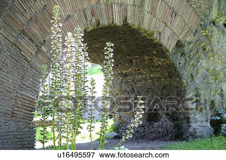 Rome, Italy; Purple wildflowers growing under an arch View Large Photo Image Stock Photo - Rome, Italy; Purple wildflowers growing under an arch. Fotosearch