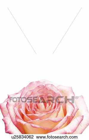 Stock Image - Rose. Fotosearch