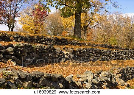 Stock Photo - Rows of rocks and leaves. Fotosearch