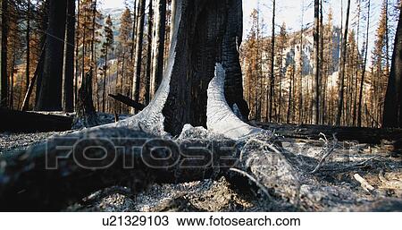 Ruins after a fire View Large Photo Image Stock Image - Ruins after a fire. Fotosearch
